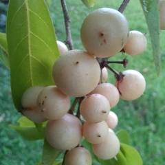Wild honeytree (Casearia decandra)