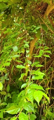 Wild honeytree (Casearia decandra)