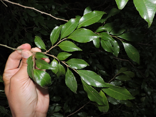 Wild honeytree (Casearia decandra)