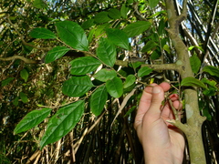 Wild honeytree (Casearia decandra)