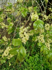 Wild honeytree (Casearia decandra)