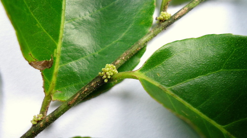Wild honeytree (Casearia decandra)