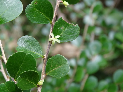 Casearia emarginata (Casearia emarginata)