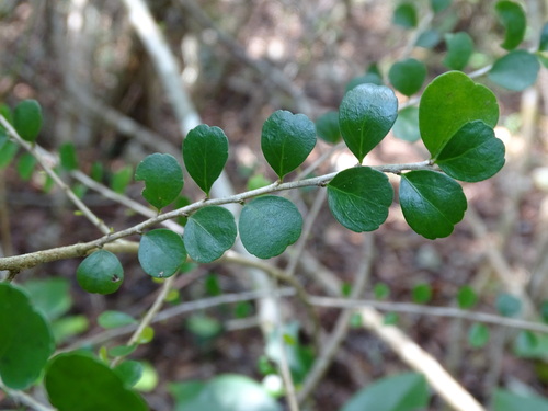 Casearia emarginata (Casearia emarginata)