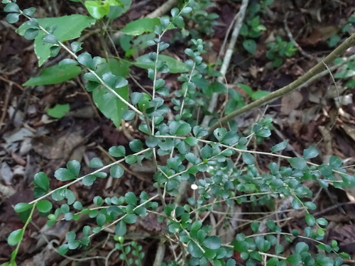 Casearia emarginata (Casearia emarginata)