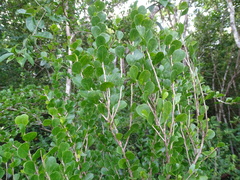 Casearia emarginata (Casearia emarginata)