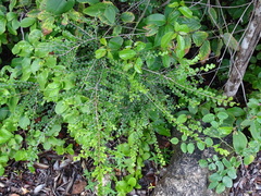 Casearia emarginata (Casearia emarginata)