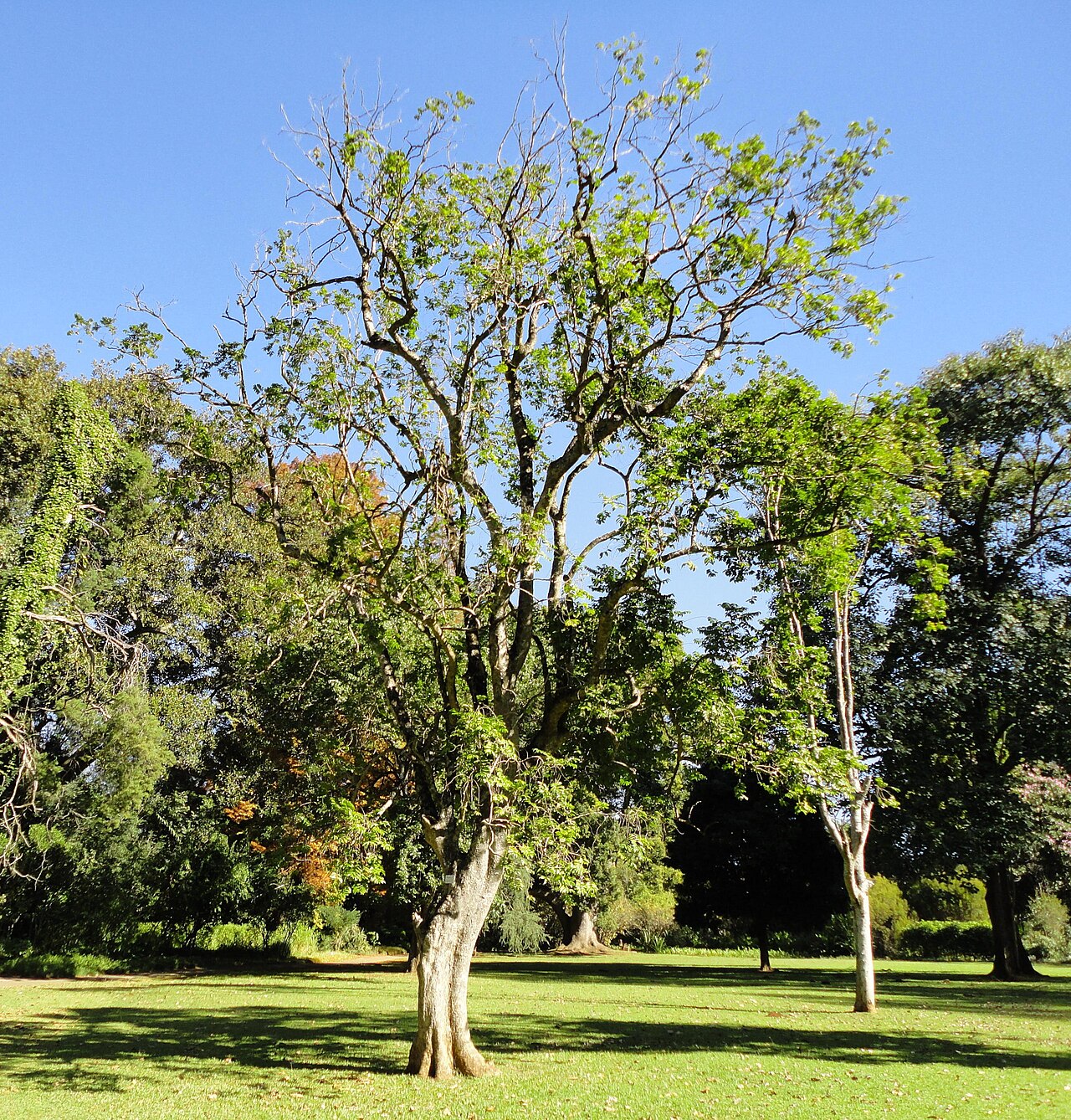 Casearia gladiiformis: Growth habit of the Sword-leaf, in the KwaZulu-Natal National Botancal Garden, Pietermaritzburg