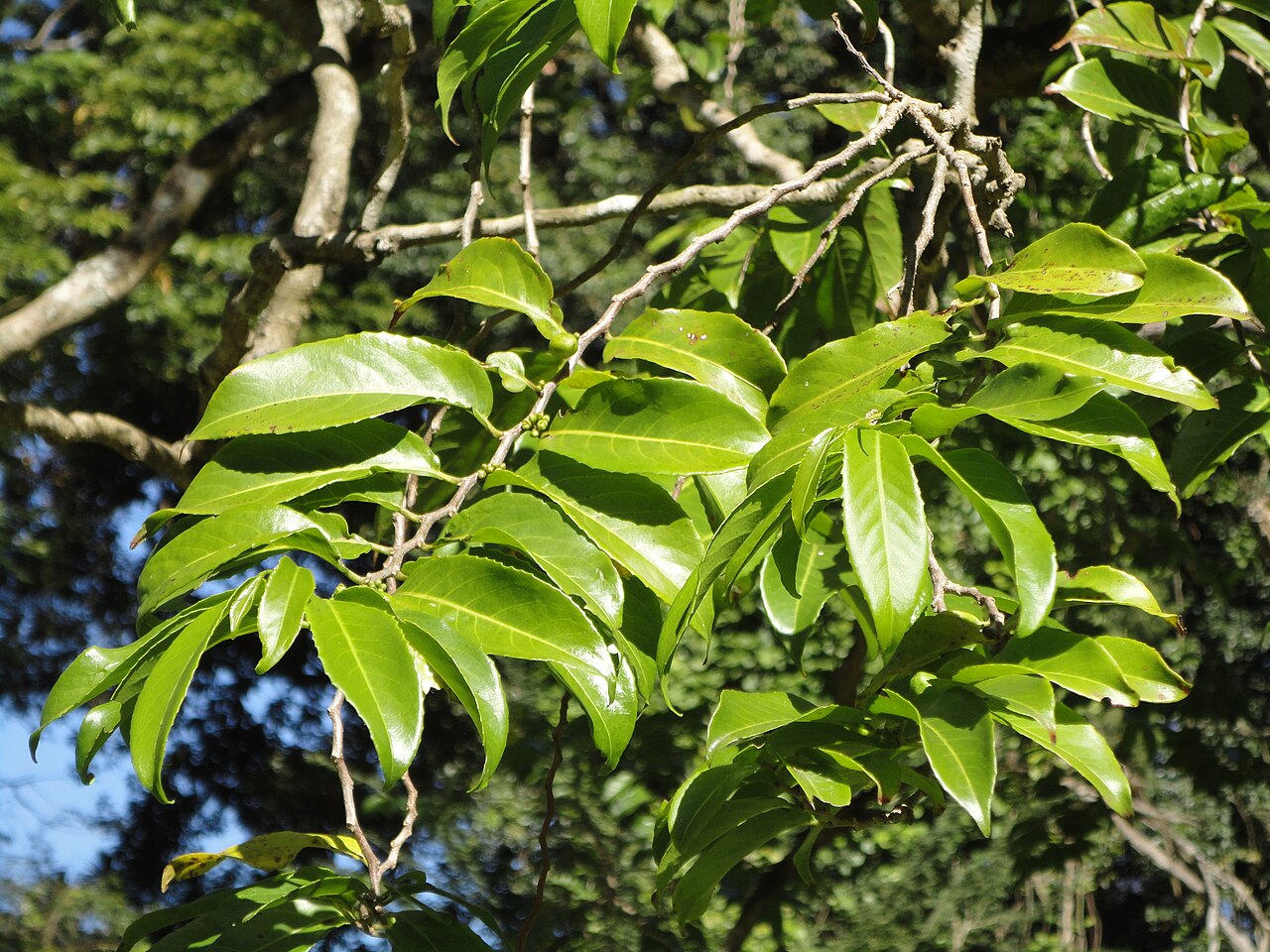 Casearia gladiiformis: Foliage of the Sword-leaf, in the KwaZulu-Natal National Botancal Garden, Pietermaritzburg. Green fruit and small axillary flower clusters visible. Alternating
