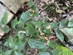 Casearia glomerata (Casearia glomerata)