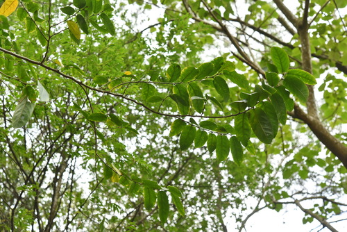 Casearia glomerata (Casearia glomerata)