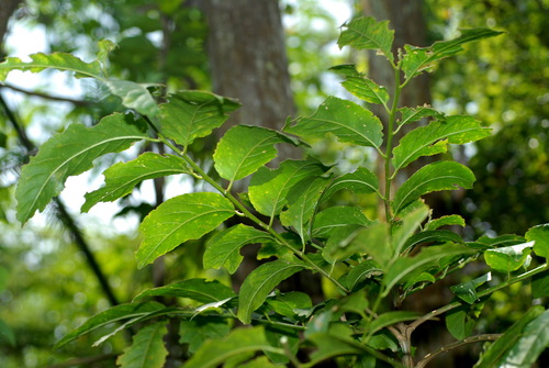 Casearia glomerata (Casearia glomerata)