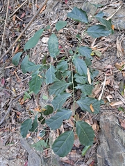 Casearia glomerata (Casearia glomerata)