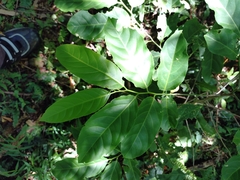 Casearia glomerata (Casearia glomerata)