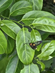 Casearia glomerata (Casearia glomerata)