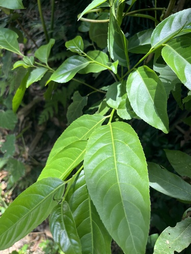 Casearia glomerata (Casearia glomerata)