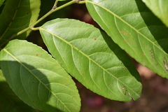 Casearia glomerata (Casearia glomerata)