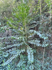 Casearia glomerata (Casearia glomerata)