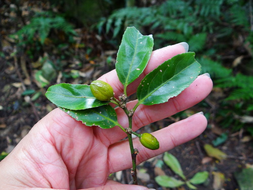 Casearia glomerata (Casearia glomerata)