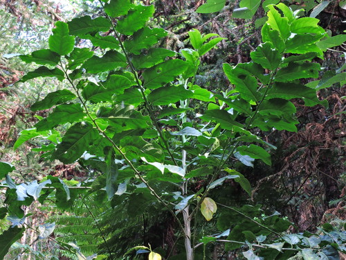 Casearia glomerata (Casearia glomerata)