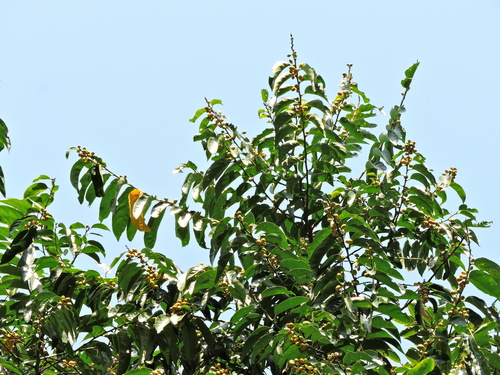 Casearia glomerata (Casearia glomerata)
