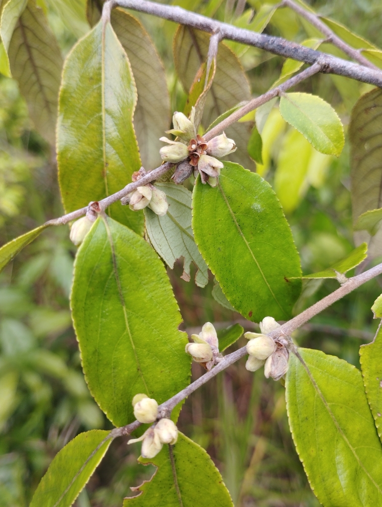 Casearia grandiflora (Casearia grandiflora)