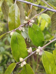 Casearia grandiflora (Casearia grandiflora)