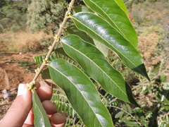 Casearia grandiflora (Casearia grandiflora)