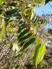 Casearia grandiflora (Casearia grandiflora)