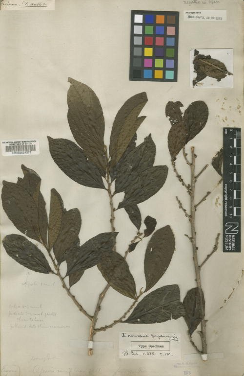Guyanese wild coffee: Iroucana guianensis Aubl. (= Casearia guianensis (Aubl.) Urb. ) - herbier collecté par Aublet en Guyane, conservé au British Museum BM000624378