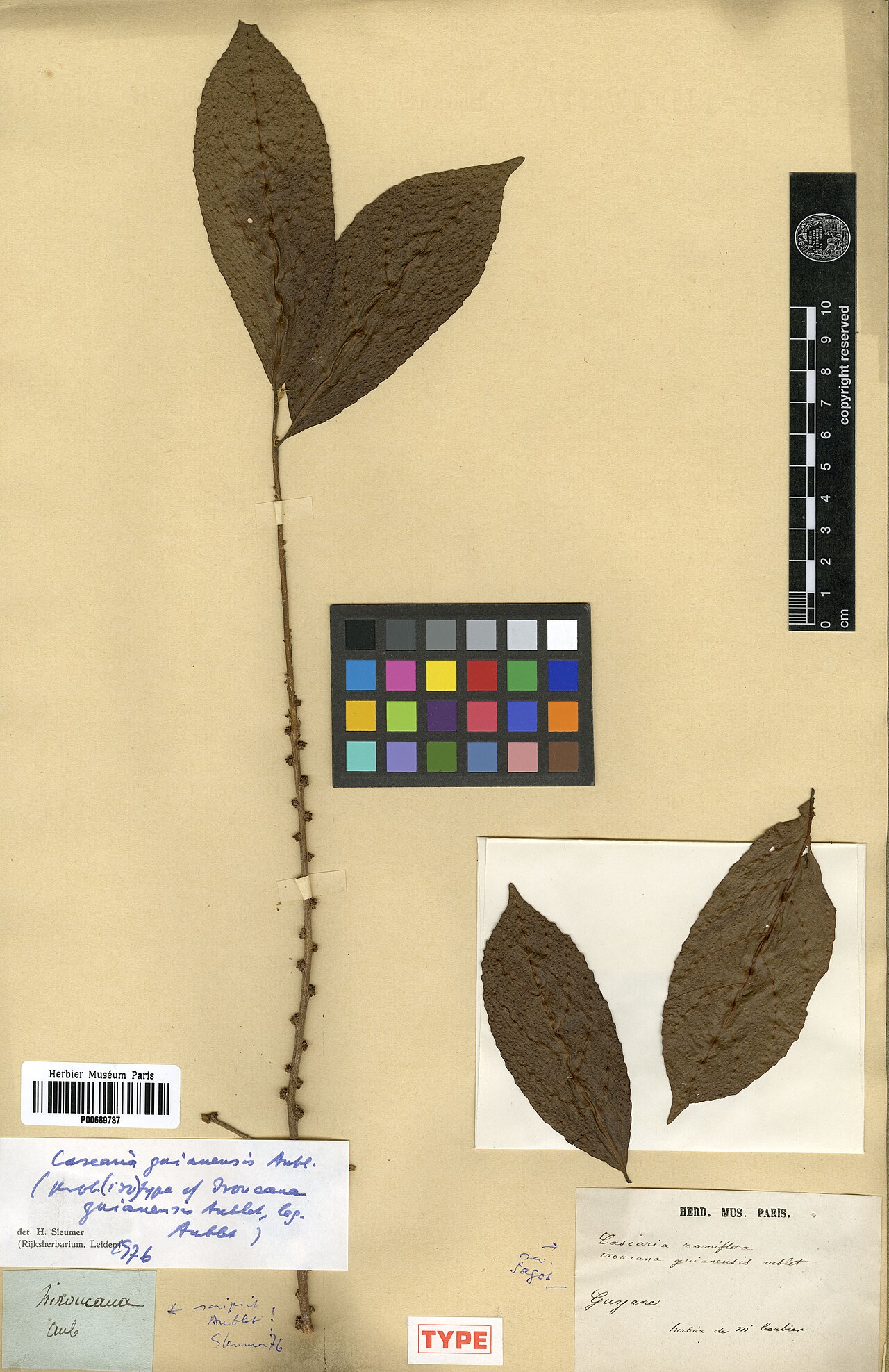 Guyanese wild coffee: Iroucana guianensis L. (= Casearia guianensis (Aubl.) Urb. ) - herbier collecté par Aublet en Guyane, conservé au MNHN P-P00689737