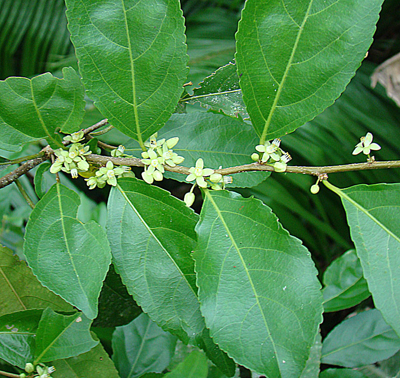 Guyanese wild coffee: A species of the northern Neotropics, known as Guayanese Wild Coffee. Photo from Guatusos Reserve, southern Nicaragua.