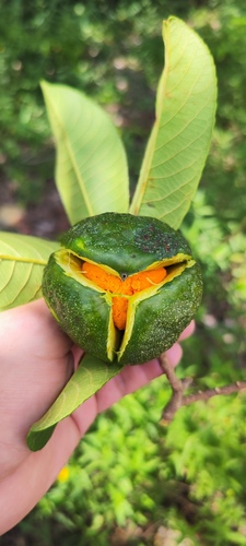 Casearia laetioides (Casearia laetioides)