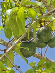 Casearia laetioides (Casearia laetioides)