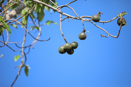 Casearia laetioides (Casearia laetioides)