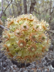 Casearia laetioides (Casearia laetioides)