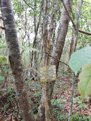 Casearia laetioides (Casearia laetioides)