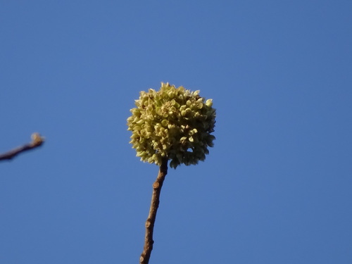 Casearia laetioides (Casearia laetioides)