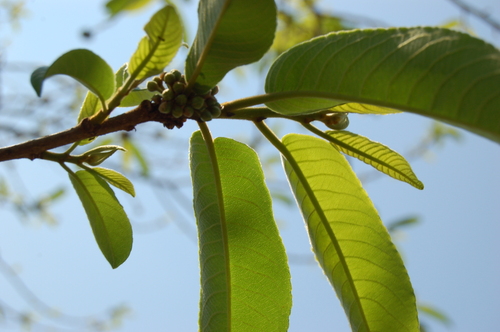 Casearia laetioides (Casearia laetioides)