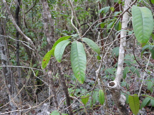 Casearia laetioides (Casearia laetioides)