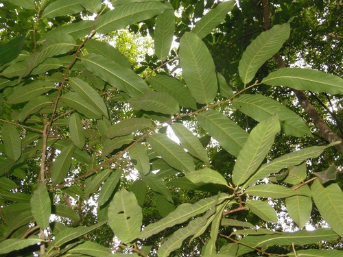 Casearia laetioides (Casearia laetioides)