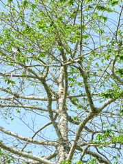 Casearia laetioides (Casearia laetioides)