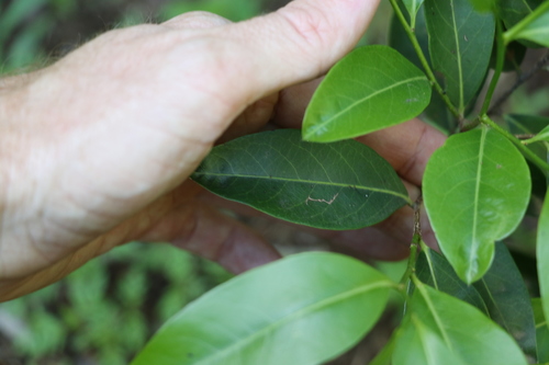 Casearia multinervosa (Casearia multinervosa)