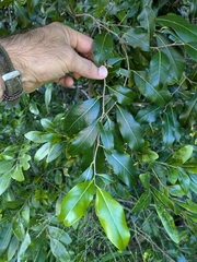 Casearia multinervosa (Casearia multinervosa)
