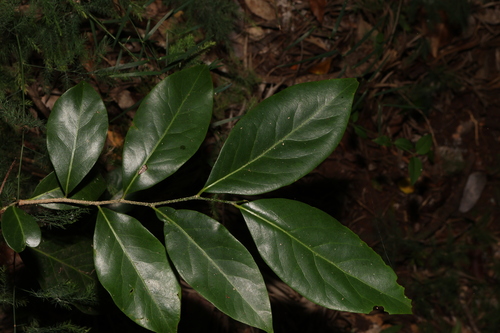 Casearia multinervosa (Casearia multinervosa)