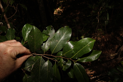 Casearia multinervosa (Casearia multinervosa)