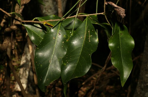 Casearia multinervosa (Casearia multinervosa)