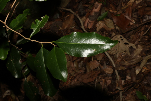 Casearia multinervosa (Casearia multinervosa)
