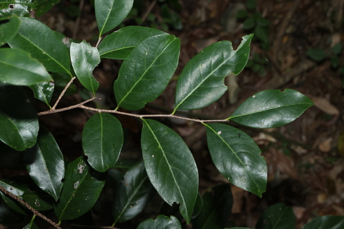 Casearia multinervosa (Casearia multinervosa)