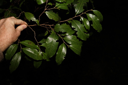 Casearia multinervosa (Casearia multinervosa)